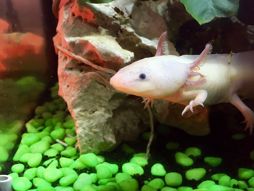 White Axolotl Swimming in Aquarium with Green Gravel