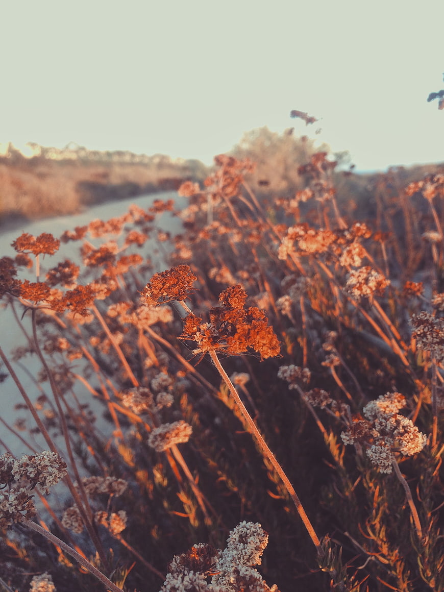 Dried Yarrow Flowers in Golden Hour Light by a River