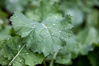 Close-up of fresh green kale leaf with water droplets
