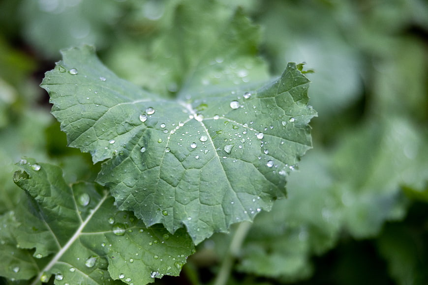 Close-up of fresh green kale leaf with water droplets
