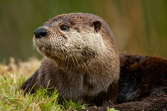 Close-up portrait of a river otter resting in grass