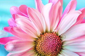 Close-up of Pink Gerbera Daisy on Blue Background