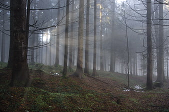 Misty forest with sunbeams piercing through tall trees