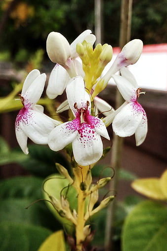 Close-up of White and Pink Kaffir Lily Flower
