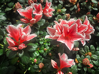 Vibrant Pink and White Azalea Flowers in Bloom
