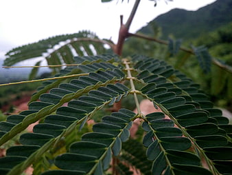 Close-up of green fern-like leaves with blurred nature background