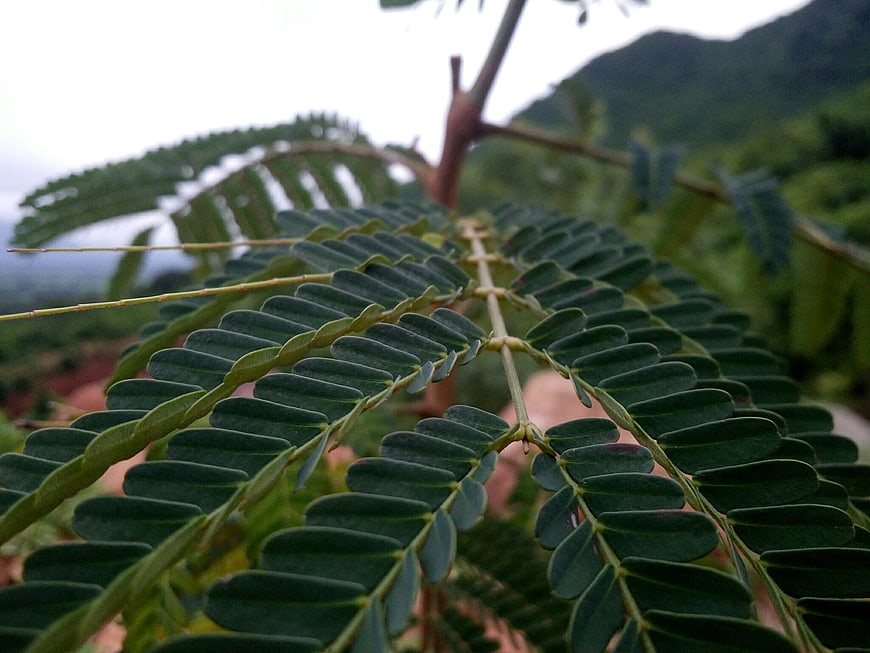 Close-up of green fern-like leaves with blurred nature background
