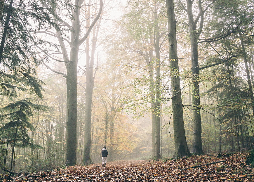 Child Walking Alone on Misty Autumn Forest Path