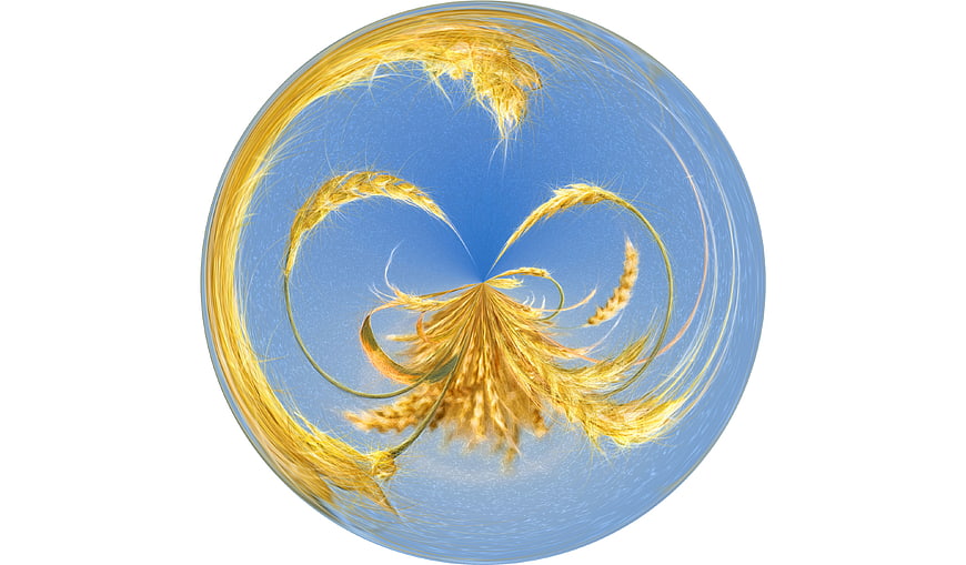 Abstract 360-degree wheat sphere on blue sky background