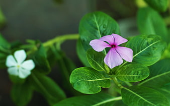 Close-up of Pink Periwinkle Flower with Green Leaves