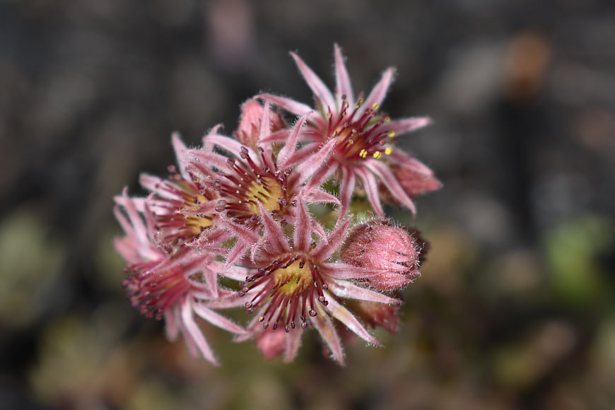 Close-up of pink fuzzy succulent flowers with yellow centers