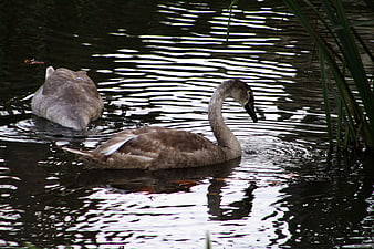 Two juvenile swans swimming in a rippled pond