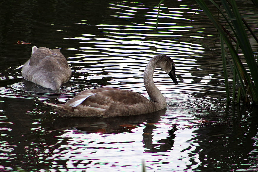 Two juvenile swans swimming in a rippled pond
