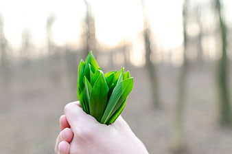 Hand holding fresh green wild garlic leaves in spring forest
