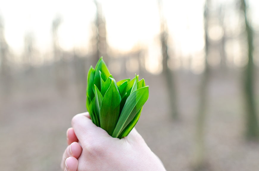 Hand holding fresh green wild garlic leaves in spring forest