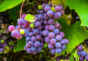 Close-up of ripe purple grapes on the vine