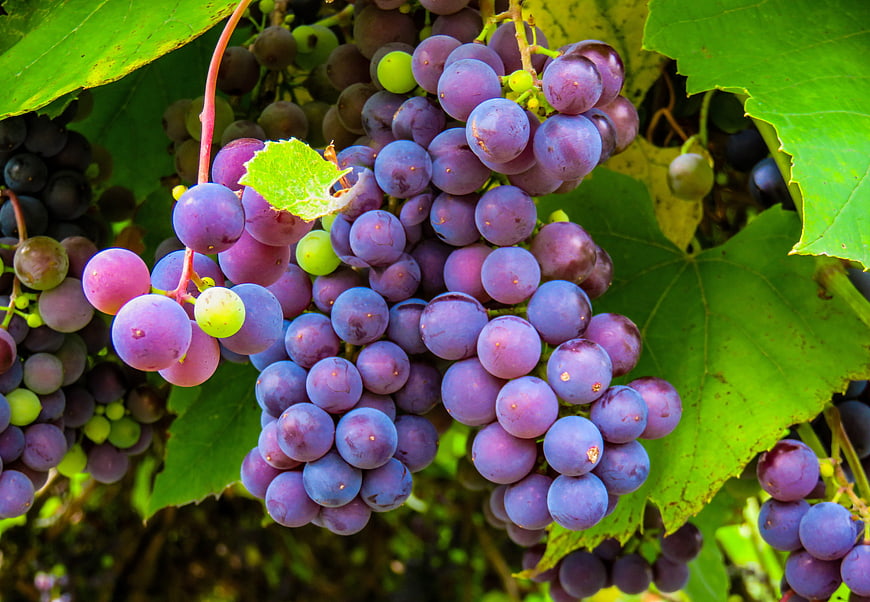 Close-up of ripe purple grapes on the vine