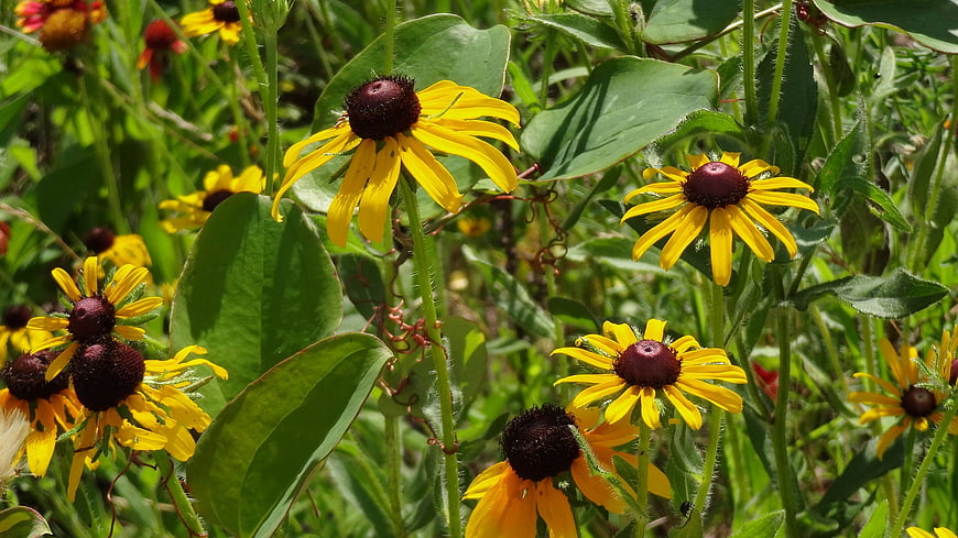 Vibrant Yellow Black-Eyed Susans in a Sunny Meadow