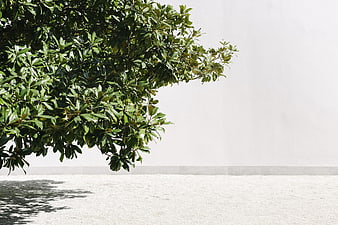Green tree foliage against white wall with gravel ground