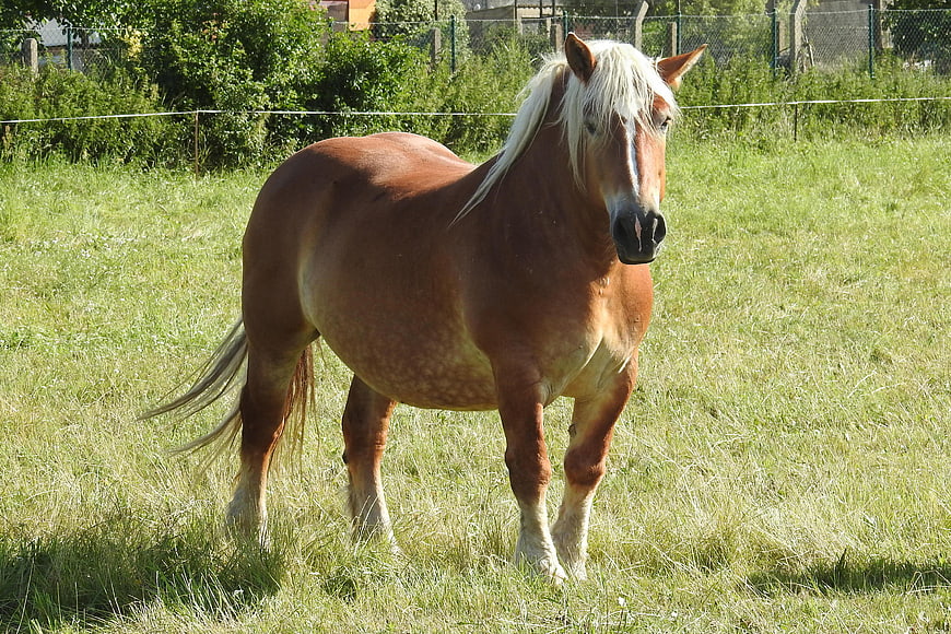 Chestnut Draft Horse Standing in Green Summer Pasture