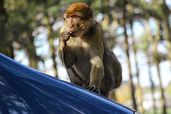 Barbary Macaque Monkey Eating on Blue Car Roof