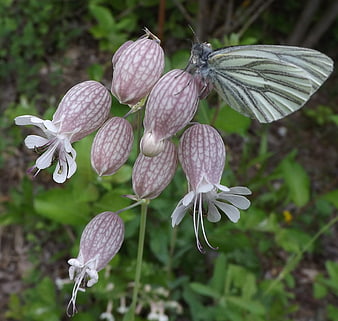 White Butterfly on Pink Bladder Campion Flowers