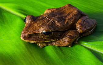 Close-up of a brown frog resting on a vibrant green leaf