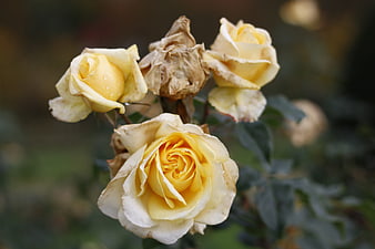 Yellow roses with water droplets and a dried bloom