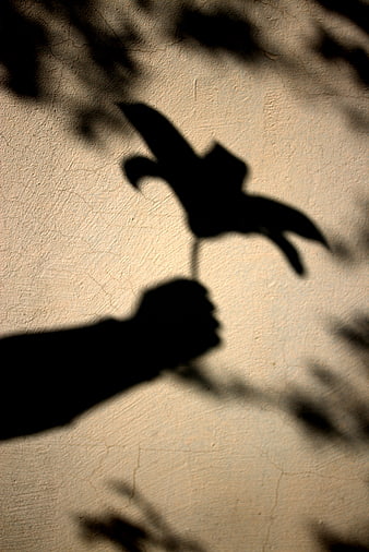 Silhouette of hand holding flower shadow on textured wall