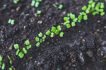 Young rucola seedlings sprouting in dark soil
