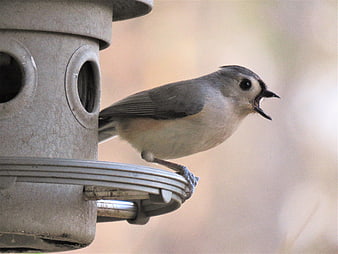 Tufted Titmouse perched on bird feeder with open beak