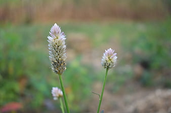Close-up of white and pink wildflowers with blurred green background