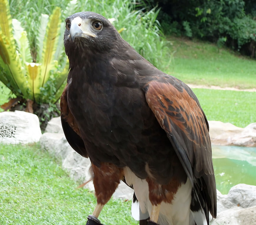 Harris Hawk Portrait in Natural Outdoor Setting