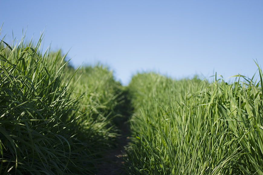 Low angle view of green grass field with blue sky