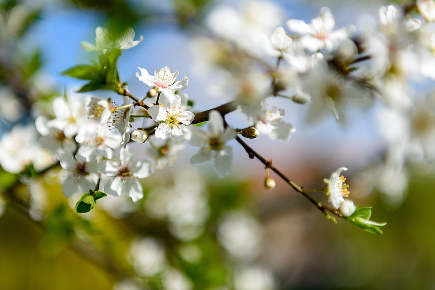 White cherry blossoms on a branch against a blurred blue sky
