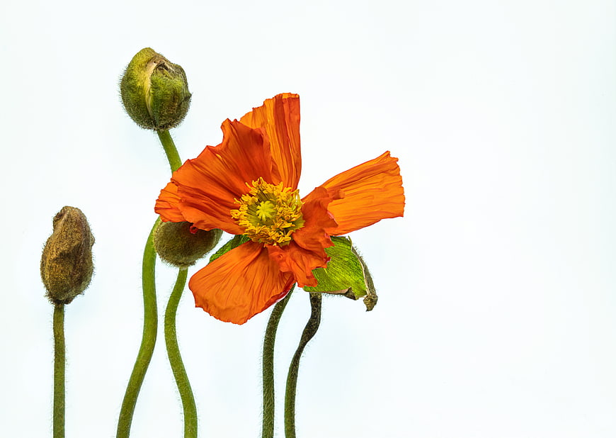 Orange Poppy Flower and Buds on White Background