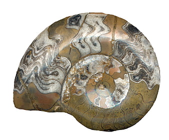 Polished Ammonite Fossil Cross Section on White Background