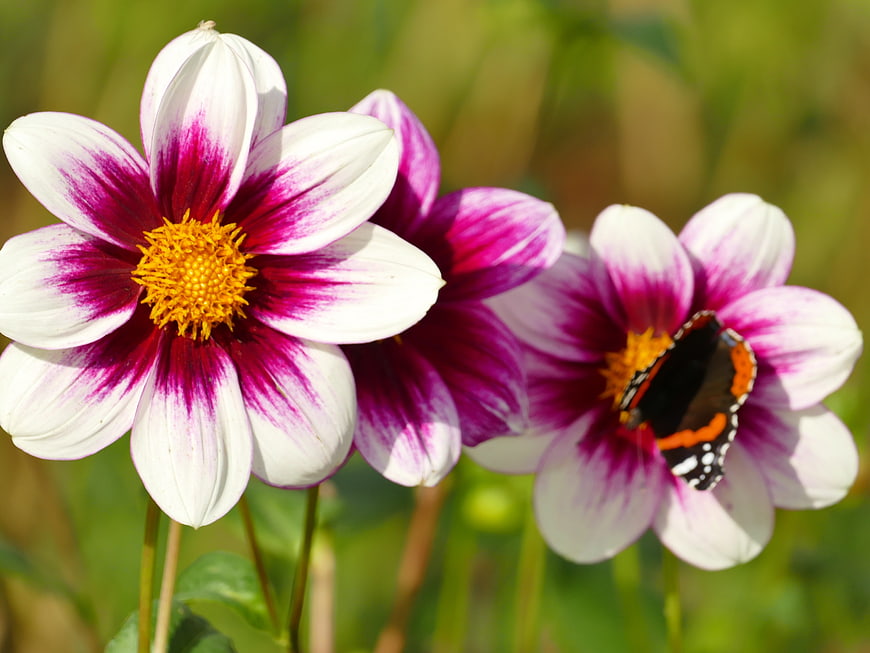 Red Admiral Butterfly on White and Purple Dahlia Flowers