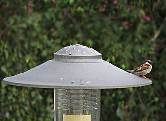 Sparrow perched on gray outdoor lantern with green background