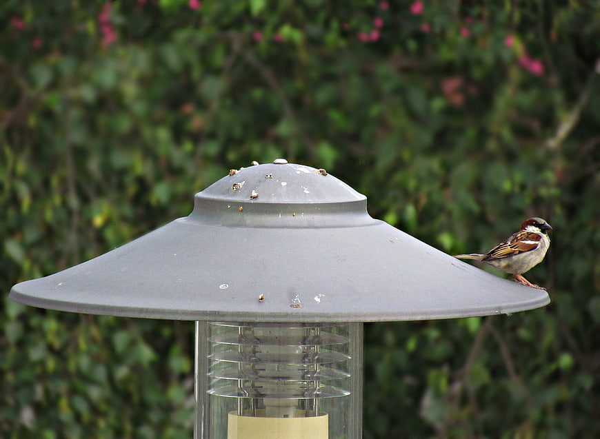 Sparrow perched on gray outdoor lantern with green background