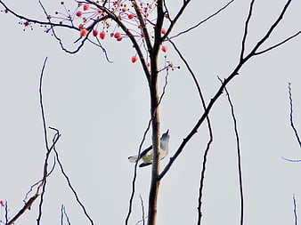 Small bird perched on flowering tree branch against sky