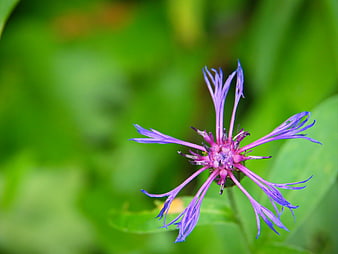 Close-up of Purple Wildflower with Green Blurred Background