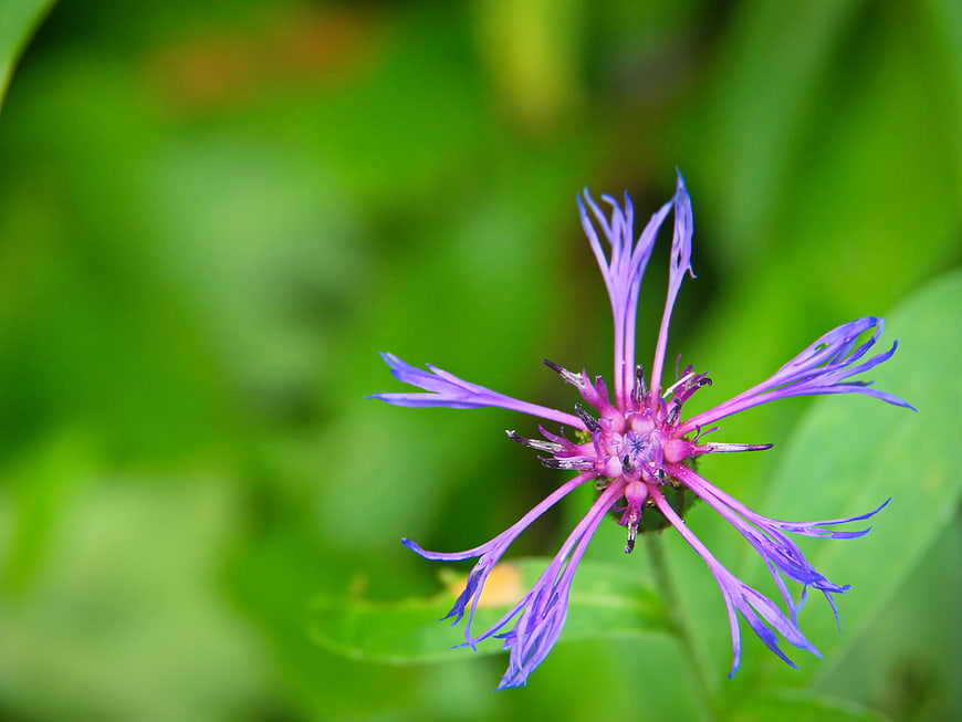 Close-up of Purple Wildflower with Green Blurred Background
