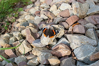 Red Admiral Butterfly Resting on Rocky Gravel Ground