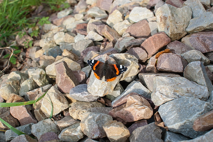 Red Admiral Butterfly Resting on Rocky Gravel Ground