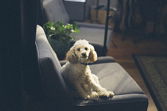 Fluffy Poodle Puppy Sitting on Grey Sofa in Living Room