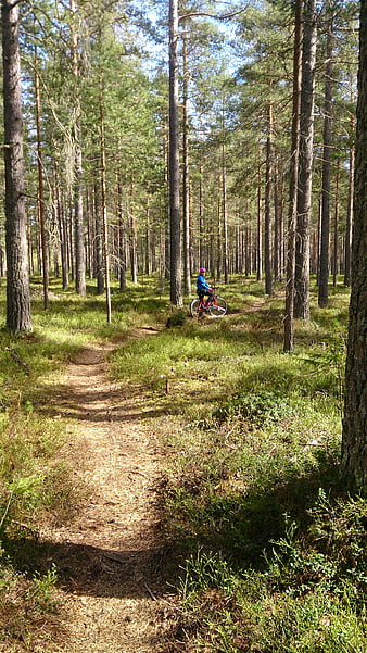 Cyclist Riding Mountain Bike on Forest Trail