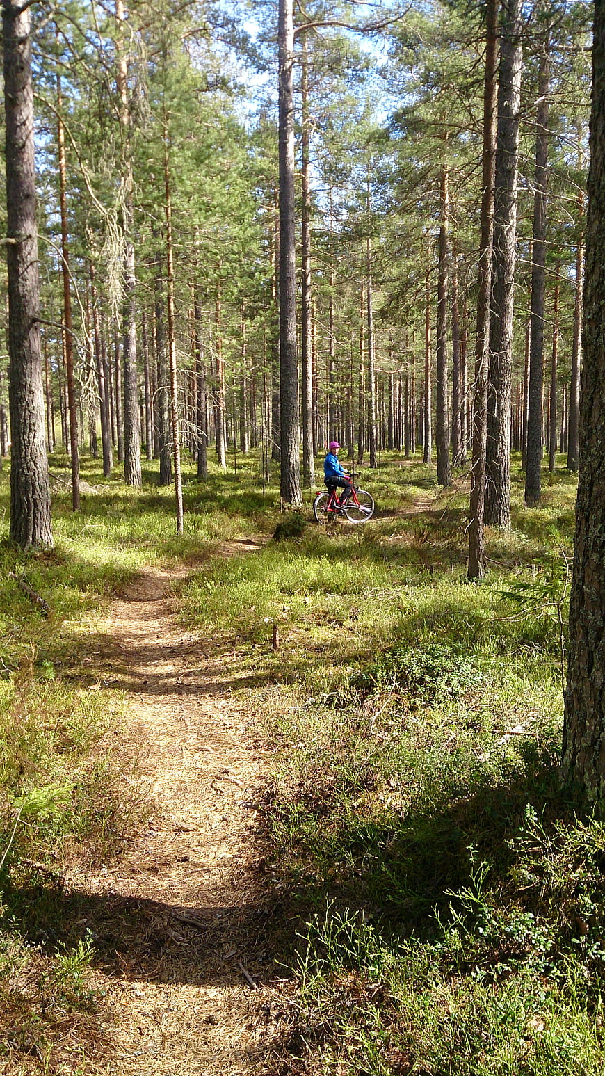 Cyclist Riding Mountain Bike on Forest Trail
