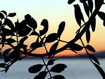 Silhouette of tree branches against a colorful sunset sky