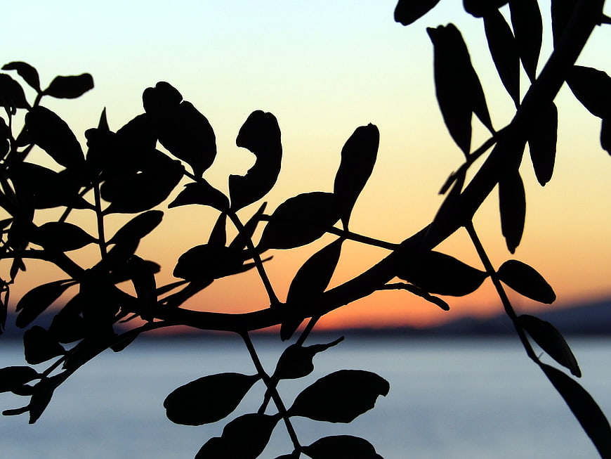 Silhouette of tree branches against a colorful sunset sky
